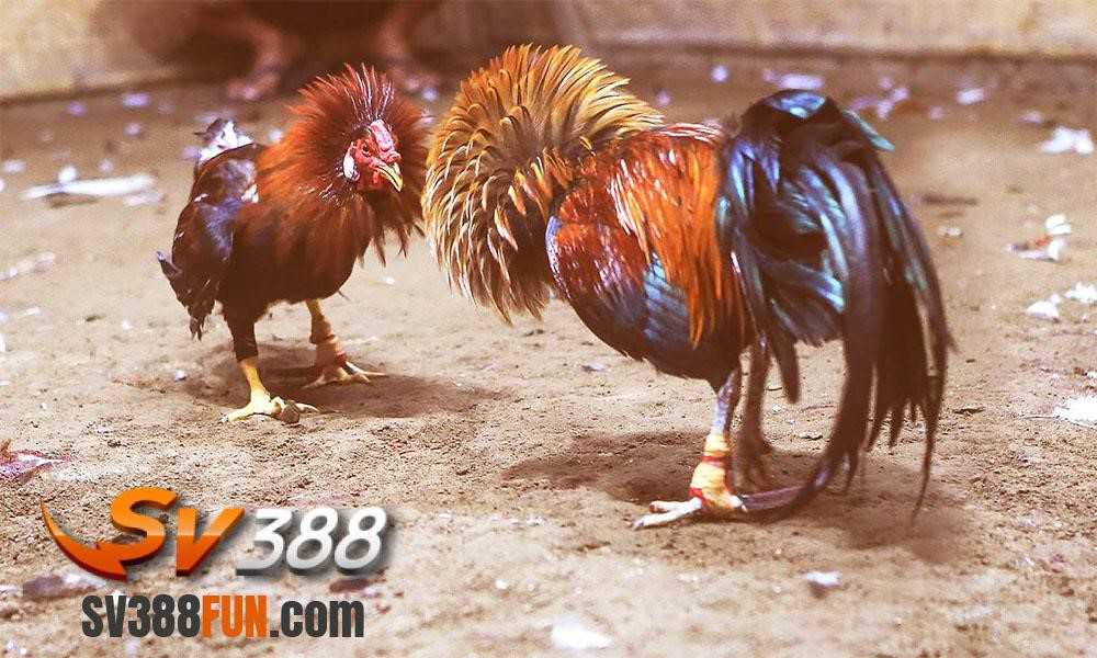 Tôi phải làm gì nếu quên mật khẩu đăng nhập tài khoản Rikvip của mình? - Rikvip