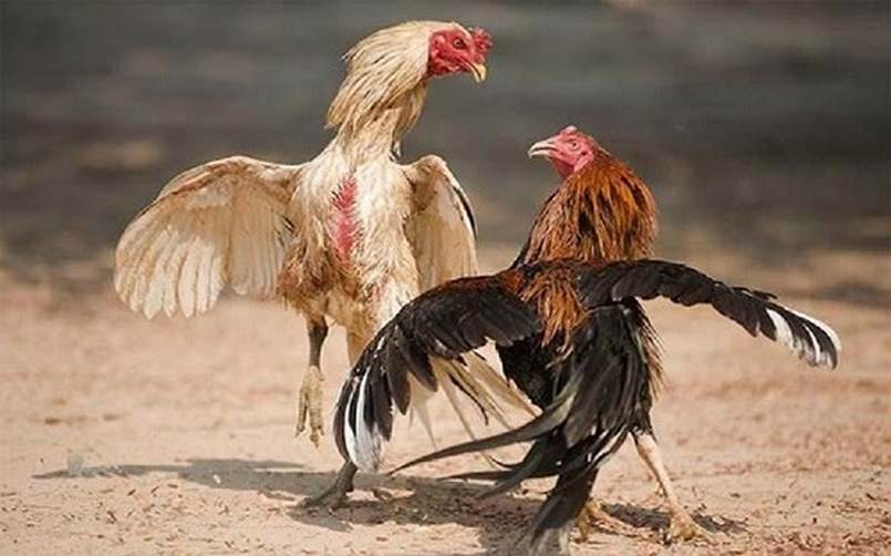 Liệu Rikvip có thanh toán sớm nhất có thể không? Liệu Rikvip có thực sự thanh toán không? - Rikvip